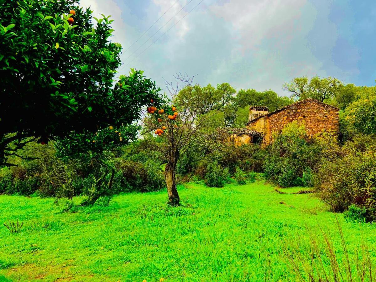 Vila Quinta Castanheiro Da Penha - Alegrete - Portalegre - Alentejo Exteriér fotografie